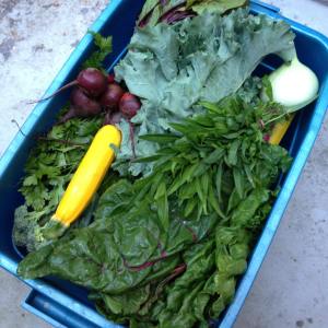 This is one week's delivery, at my door step.